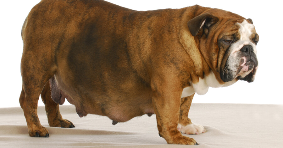 Zitzen vom Hund: Wie viele, Krankheiten & Trächtigkeit